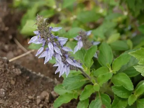 Plectranthus barbatus - тропическое растение.