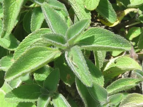Больдо индийское (Coleus forskohlii)