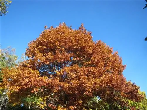 Вид на Quercus rubra осенью