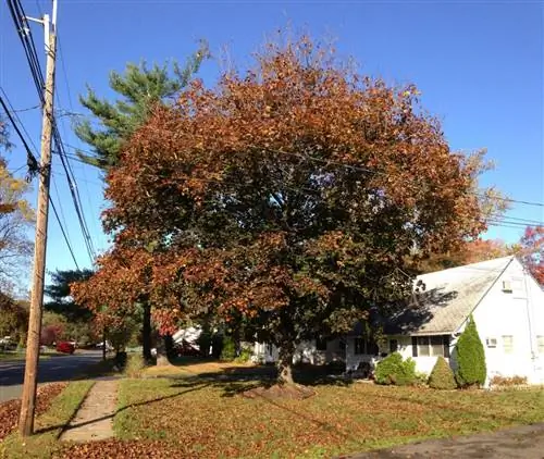 Acer platanoides Кримсон Кинг