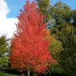 Вид на Acer rubrum, разновидность клена