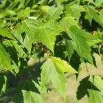 Листья Acer rubrum весной