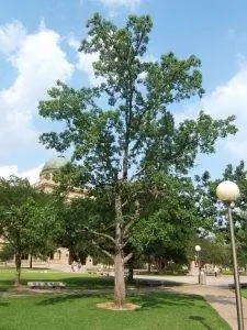 Ликвидамбар - очень высокое дерево