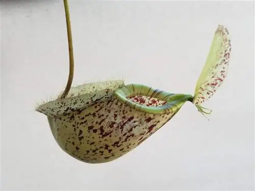 Nepenthes hookeriana - тропический хищник.