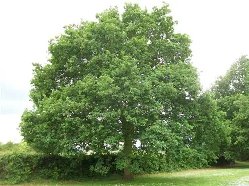 Вид на Quercus robur