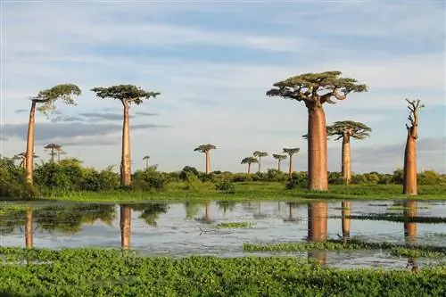 Вид на Adansonia grandidieri