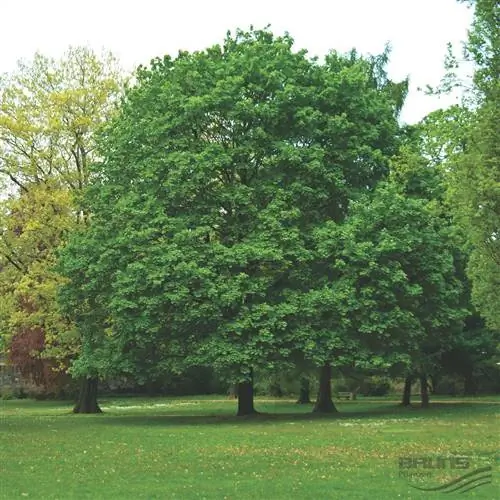 Вид на Acer platanoides