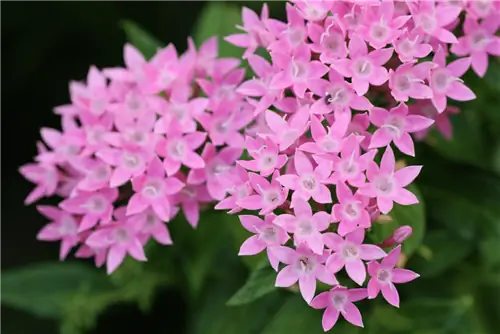 Пента (Pentas lanceolata)