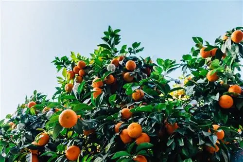Апельсиновое дерево привлекает пчел