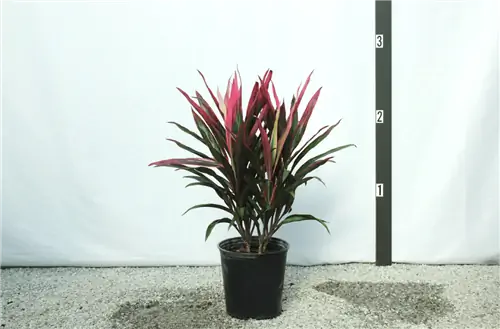 кордилин в горшке
