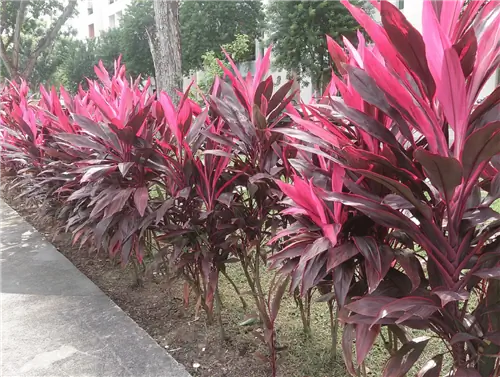 Cordyline fruticosa посажена у входа в дом