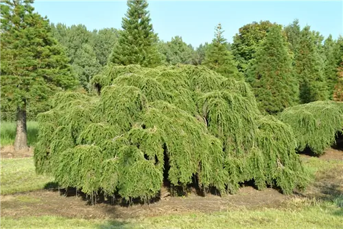 Болиголов восточный (Tsuga canadensis)