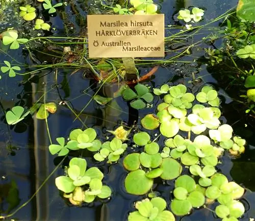 Вид на Marsilea hirsuta