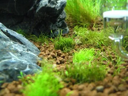 Вид на Utricularia graminifolia