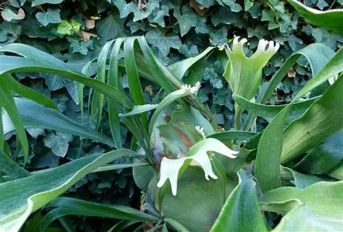 Вид на Platycerium alcicorne, небольшой папоротник