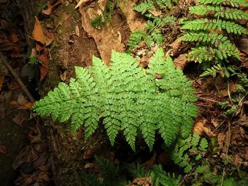 Вид Dryopteris intermedia
