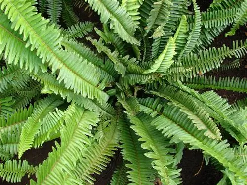 Вид на Nephrolepis cordifolia, разновидность небольшого папоротника.