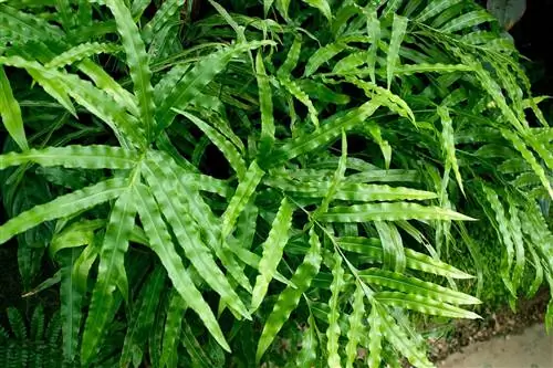 Вид на небольшой папоротник Pteris cretica