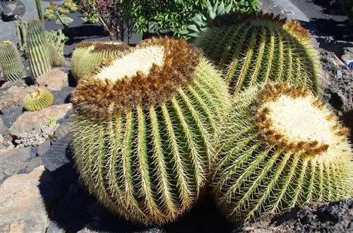 Echinocactus grusonii - шаровидный кактус.