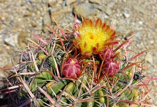 Вид на Ferocactus viridescens
