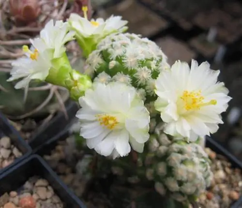 Mammillaria theresae - небольшой кактус.