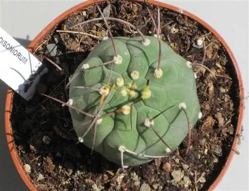 Matucana madisoniorum - шаровидный кактус.