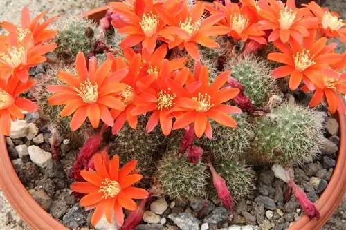 Rebutia fiebrigii - колючий шаровидный кактус.