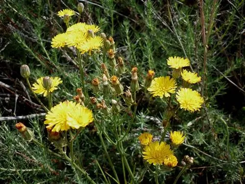кустарник с желтыми цветами под названием Sonchus tenerrimus кустарник с желтыми цветами под названием Sonchus tenerrimus