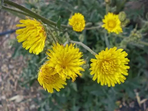 крупный план желтых цветов Sonchus tenerrimus крупный план желтых цветов Sonchus tenerrimus