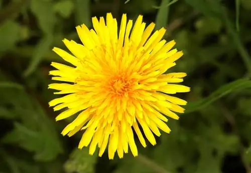 цветок Sonchus tenerrimus, похожий на солнце из-за своей формы и цвета цветок Sonchus tenerrimus, похожий на солнце из-за своей формы и цвета