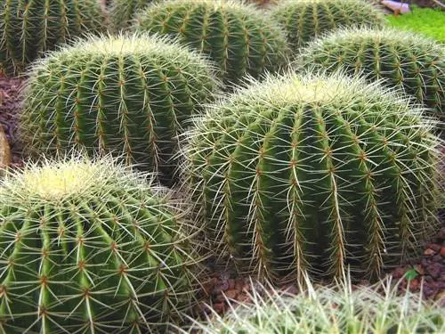 Существует много видов круглых кактусов, и Echinocactus grusonii - один из них.
