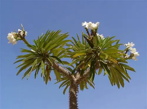 Pachypodium lamerei - кустарниковое растение.