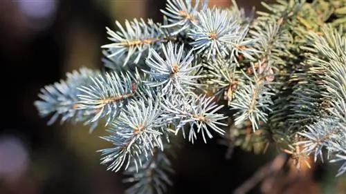 Abies alba - вечнозеленое хвойное дерево.