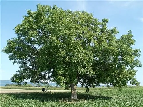 грецкий орех