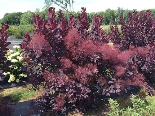 Cotinus coggygria посажена в саду Cotinus coggygria посажена в саду