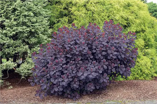 Дымчатый куст (Cotinus coggygria)