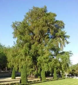 Вид на Taxodium mucronatum