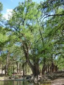 Вид на ствол Taxodium mucronatum