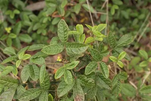 Вид на Toxicodendron diversilobum