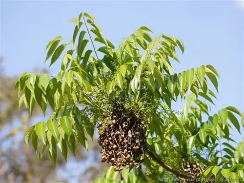 Вид на Toxicodendron succedaneum