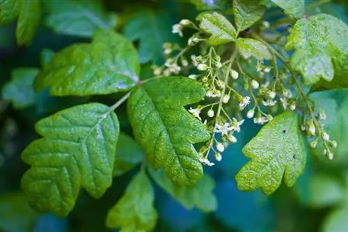 Рус токсикодендрон (Toxicodendron)