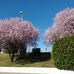 Слива садовая - листопадное дерево