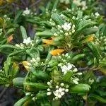 Pittosporum tobira - небольшое вечнозеленое дерево.