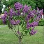 Вид на дерево Syringa vulgaris