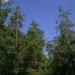 Вид на Cupressus lusitanica
