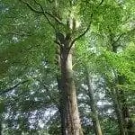 Вид Fagus sylvatica