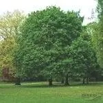 Вид на Acer platanoides