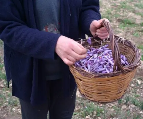 Собрать шафран