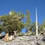 Pinus longaeva - вечнозеленое хвойное дерево.