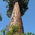 Ствол и листья Sequoiadendron giganteum